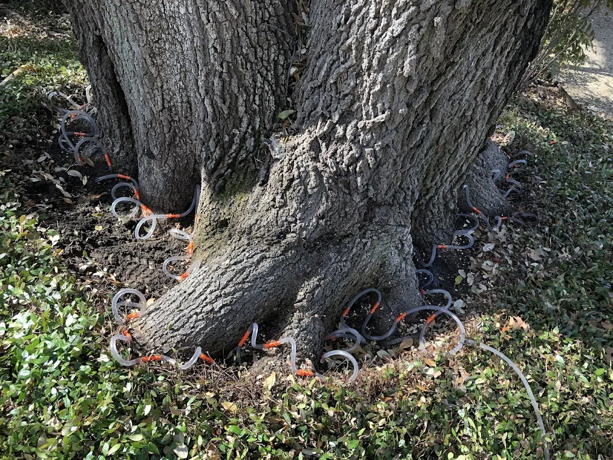 Detailed Tree Cabling and Bracing job site in Beatty